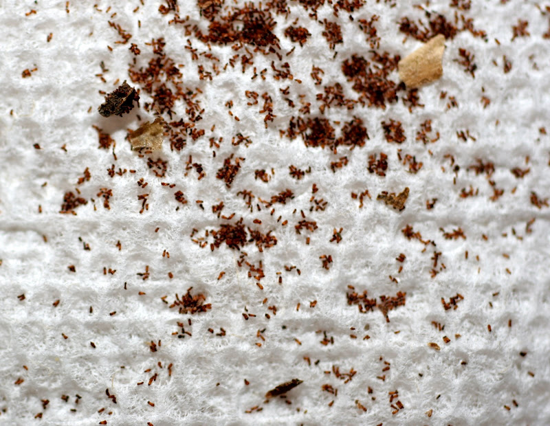 Dragonwing Begonia Seed Harvest